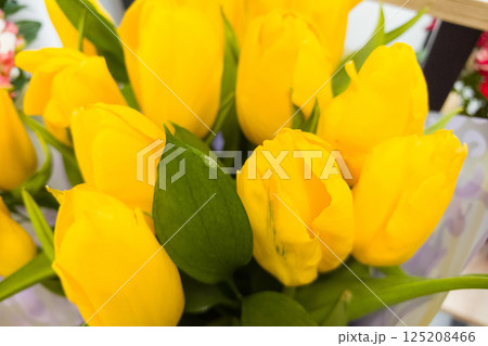 Bright yellow tulips blossom in a vibrant spring arrangement 125208466