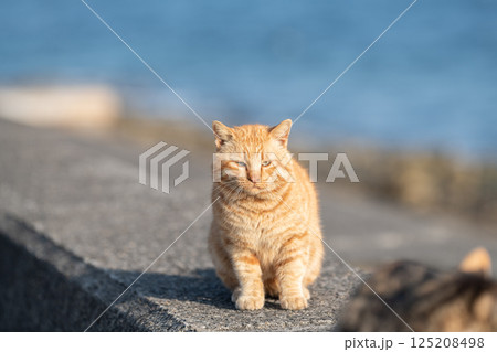 堤防で座る可愛い猫　茶トラ猫 125208498