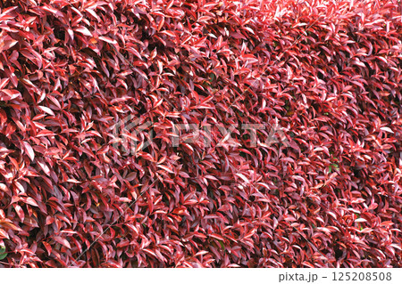 カナメモチ(要黐) カナメモチ(要黐) 125208508