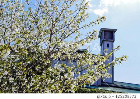 バラ科オオシマザクラの咲く風景 バラ科オオシマザクラの咲く風景 125208572