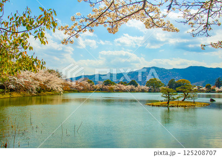 【京都風景】大覚寺　大沢池の周りは桜一色 125208707
