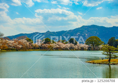 【京都風景】大覚寺 大沢池の周りは桜一色 【京都風景】大覚寺 大沢池の周りは桜一色 125208708