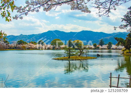 【京都風景】大覚寺 大沢池の周りは桜一色 【京都風景】大覚寺 大沢池の周りは桜一色 125208709