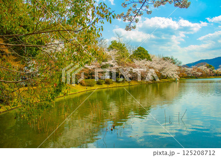 【京都風景】大覚寺　大沢池の周りは桜一色 125208712