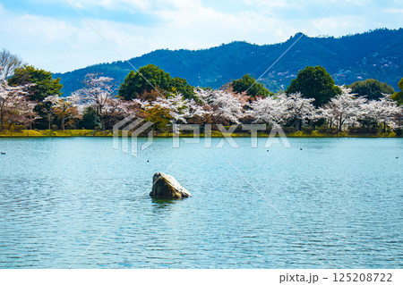 【京都風景】大覚寺　大沢池の周りは桜一色 125208722