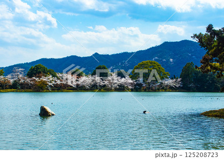 【京都風景】大覚寺 大沢池の周りは桜一色 【京都風景】大覚寺 大沢池の周りは桜一色 125208723