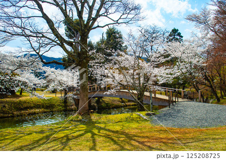 【京都風景】大覚寺　大沢池の周りは桜一色 125208725