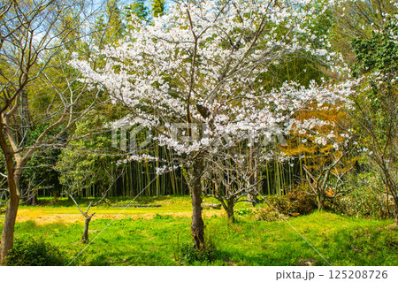 【京都風景】大覚寺 大沢池の周りは桜一色 【京都風景】大覚寺 大沢池の周りは桜一色 125208726
