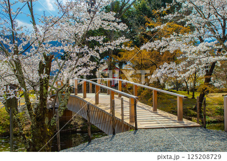 【京都風景】大覚寺　大沢池の周りは桜一色 125208729