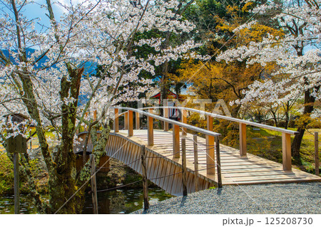 【京都風景】大覚寺　大沢池の周りは桜一色 125208730