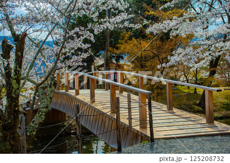 【京都風景】大覚寺　大沢池の周りは桜一色 125208732