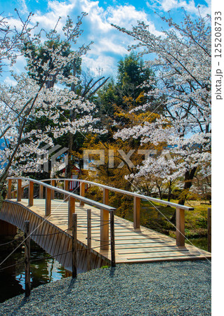 【京都風景】大覚寺 大沢池の周りは桜一色 【京都風景】大覚寺 大沢池の周りは桜一色 125208733