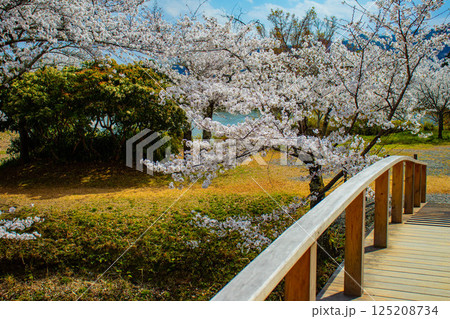 【京都風景】大覚寺 大沢池の周りは桜一色 【京都風景】大覚寺 大沢池の周りは桜一色 125208734