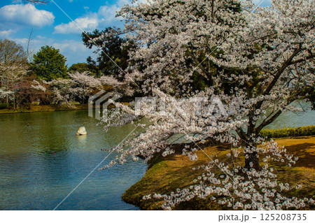 【京都風景】大覚寺 大沢池の周りは桜一色 【京都風景】大覚寺 大沢池の周りは桜一色 125208735