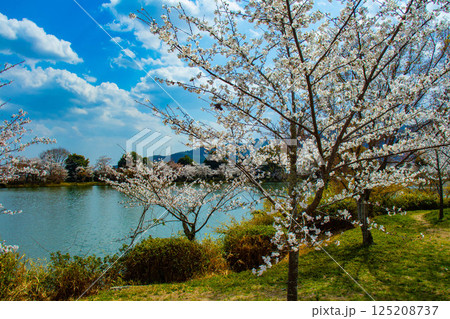 【京都風景】大覚寺 大沢池の周りは桜一色 【京都風景】大覚寺 大沢池の周りは桜一色 125208737