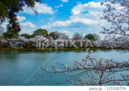 【京都風景】大覚寺 大沢池の周りは桜一色 【京都風景】大覚寺 大沢池の周りは桜一色 125208739