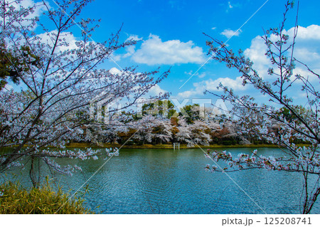 【京都風景】大覚寺　大沢池の周りは桜一色 125208741