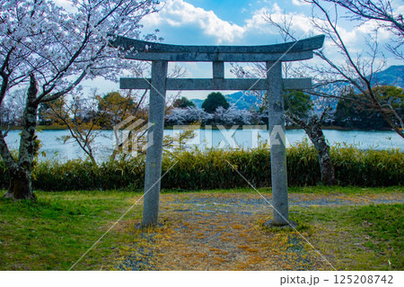 【京都風景】大覚寺　大沢池の周りは桜一色 125208742