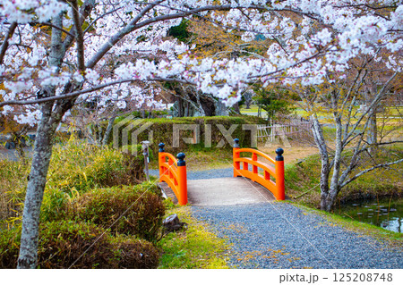 【京都風景】大覚寺　大沢池の周りは桜一色 125208748