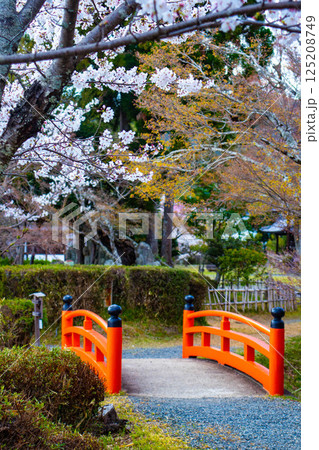 【京都風景】大覚寺 大沢池の周りは桜一色 【京都風景】大覚寺 大沢池の周りは桜一色 125208749