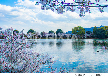 【京都風景】大覚寺 大沢池の周りは桜一色 【京都風景】大覚寺 大沢池の周りは桜一色 125208755