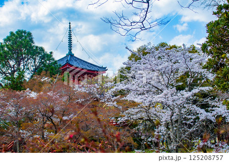 【京都風景】大覚寺 大沢池の周りは桜一色 【京都風景】大覚寺 大沢池の周りは桜一色 125208757