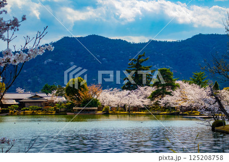 【京都風景】大覚寺 大沢池の周りは桜一色 【京都風景】大覚寺 大沢池の周りは桜一色 125208758