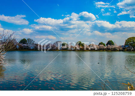 【京都風景】大覚寺 大沢池の周りは桜一色 【京都風景】大覚寺 大沢池の周りは桜一色 125208759