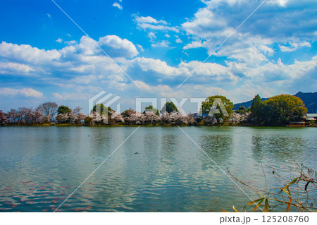 【京都風景】大覚寺　大沢池の周りは桜一色 125208760