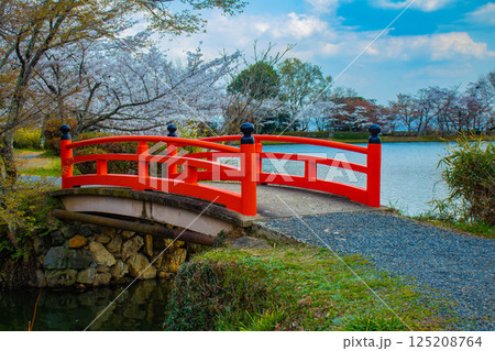【京都風景】大覚寺　大沢池の周りは桜一色 125208764