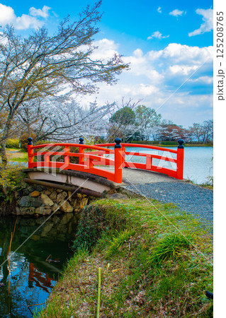 【京都風景】大覚寺　大沢池の周りは桜一色 125208765