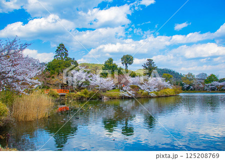 【京都風景】大覚寺 大沢池の周りは桜一色 【京都風景】大覚寺 大沢池の周りは桜一色 125208769