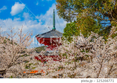 【京都風景】大覚寺　大沢池の周りは桜一色 125208771