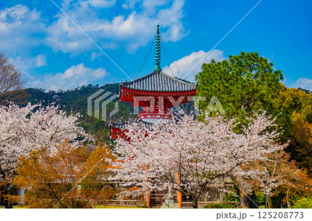 【京都風景】大覚寺　大沢池の周りは桜一色 125208773