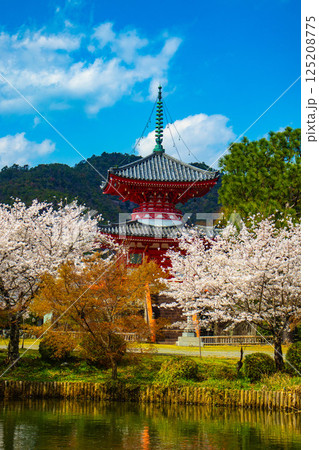 【京都風景】大覚寺　大沢池の周りは桜一色 125208775