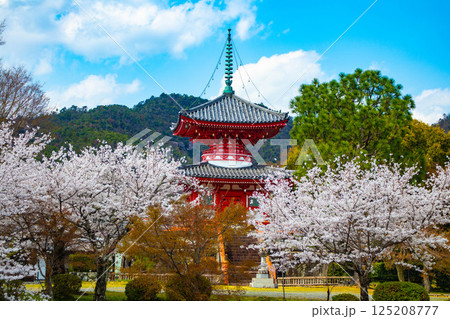 【京都風景】大覚寺 大沢池の周りは桜一色 【京都風景】大覚寺 大沢池の周りは桜一色 125208777