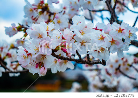 【京都風景】大覚寺　大沢池の周りは桜一色 125208779