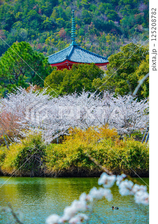 【京都風景】大覚寺　大沢池の周りは桜一色 125208782