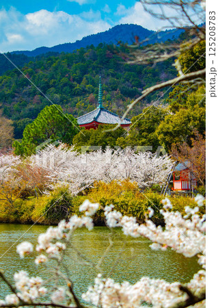 【京都風景】大覚寺　大沢池の周りは桜一色 125208783