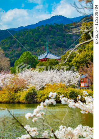 【京都風景】大覚寺　大沢池の周りは桜一色 125208784