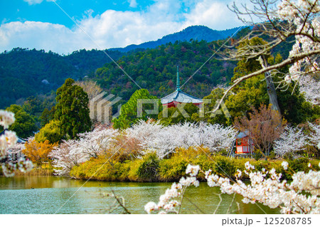 【京都風景】大覚寺　大沢池の周りは桜一色 125208785