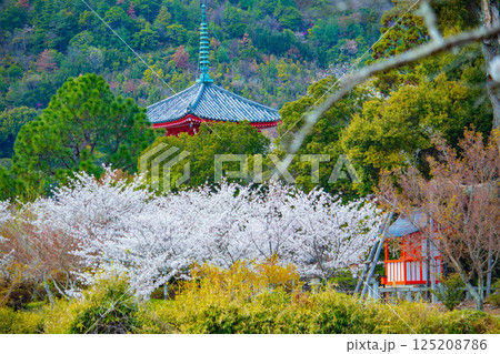 【京都風景】大覚寺　大沢池の周りは桜一色 125208786