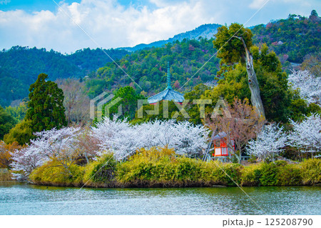 【京都風景】大覚寺 大沢池の周りは桜一色 【京都風景】大覚寺 大沢池の周りは桜一色 125208790