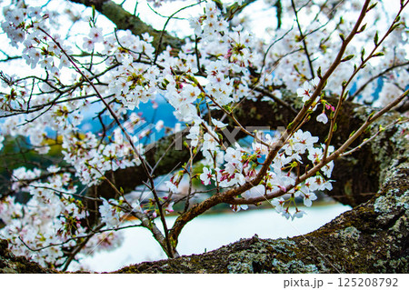 【京都風景】大覚寺 大沢池の周りは桜一色 【京都風景】大覚寺 大沢池の周りは桜一色 125208792