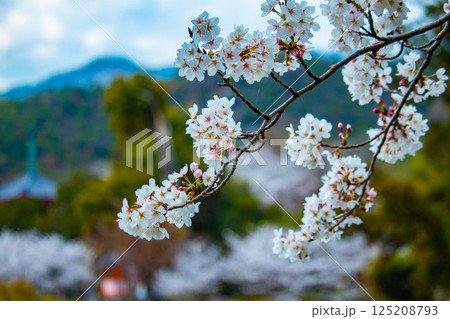 【京都風景】大覚寺　大沢池の周りは桜一色 125208793