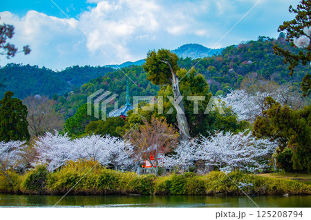 【京都風景】大覚寺　大沢池の周りは桜一色 125208794