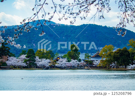 【京都風景】大覚寺　大沢池の周りは桜一色 125208796