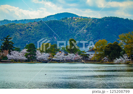 【京都風景】大覚寺 大沢池の周りは桜一色 【京都風景】大覚寺 大沢池の周りは桜一色 125208799