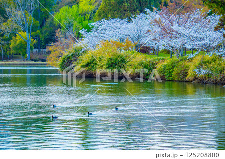 【京都風景】大覚寺　大沢池の周りは桜一色 125208800