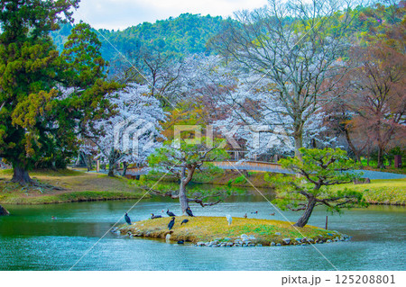 【京都風景】大覚寺 大沢池の周りは桜一色 【京都風景】大覚寺 大沢池の周りは桜一色 125208801